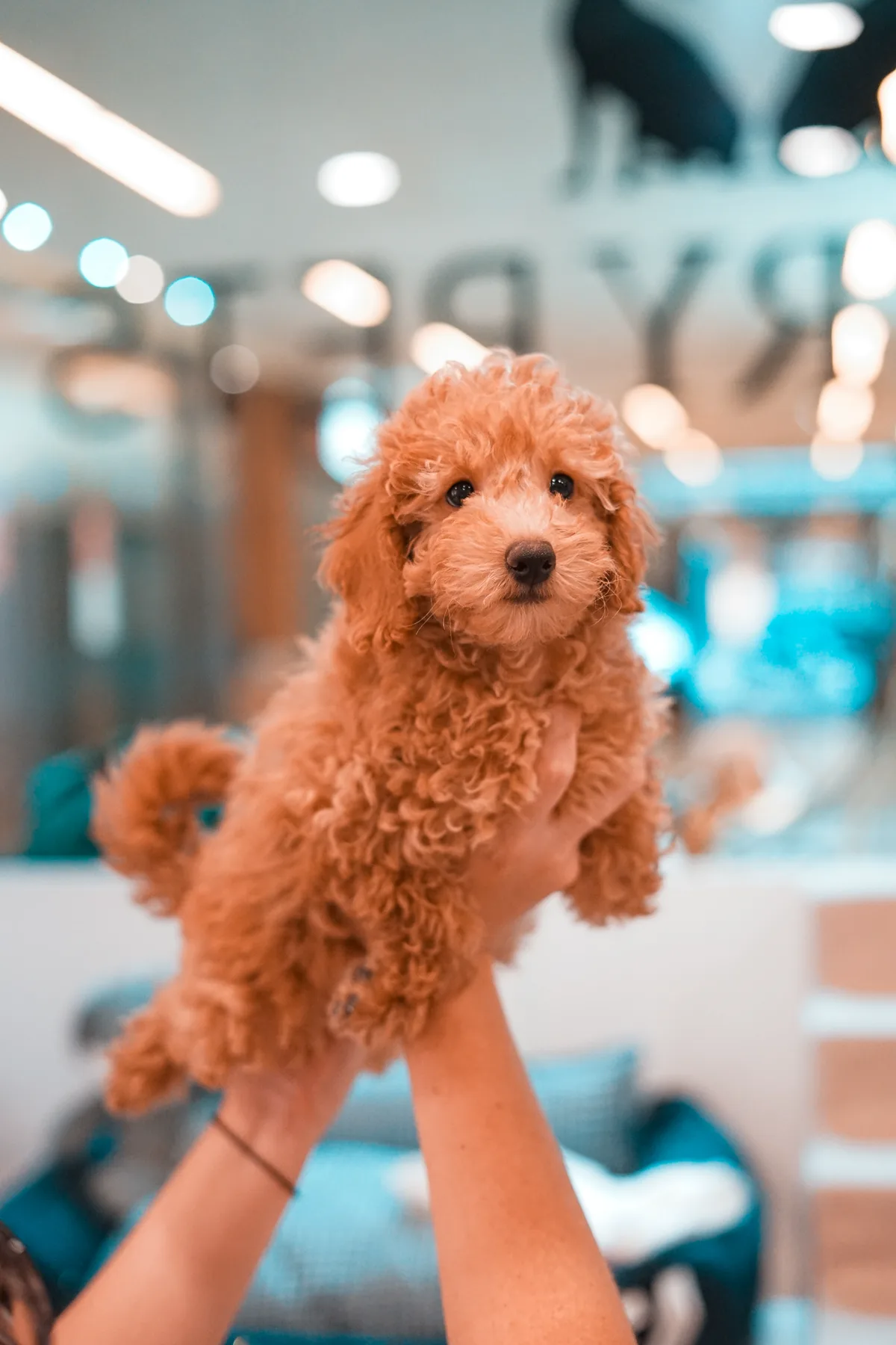 caniche toy