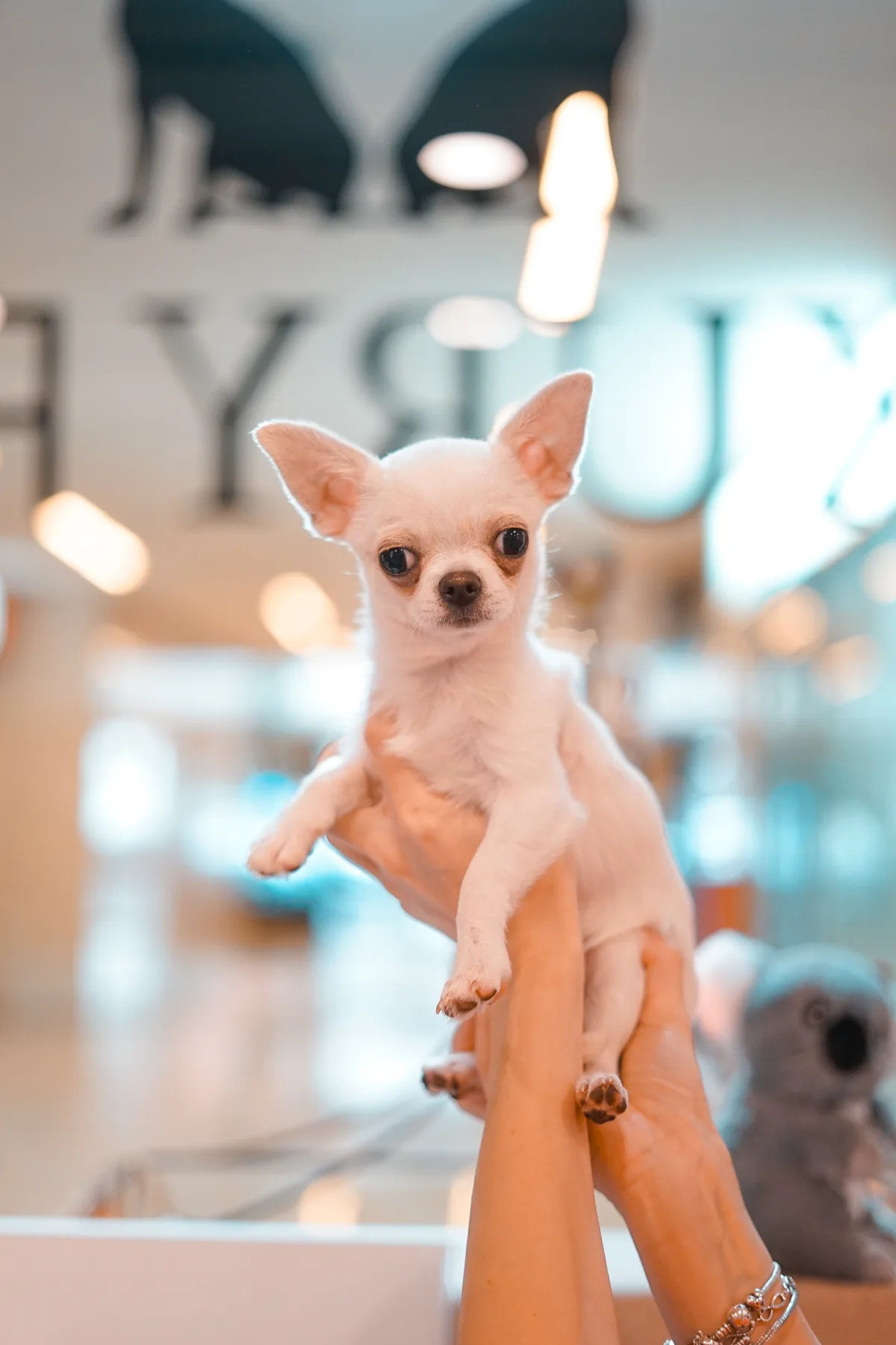 Un cachorro sostenido en la sala