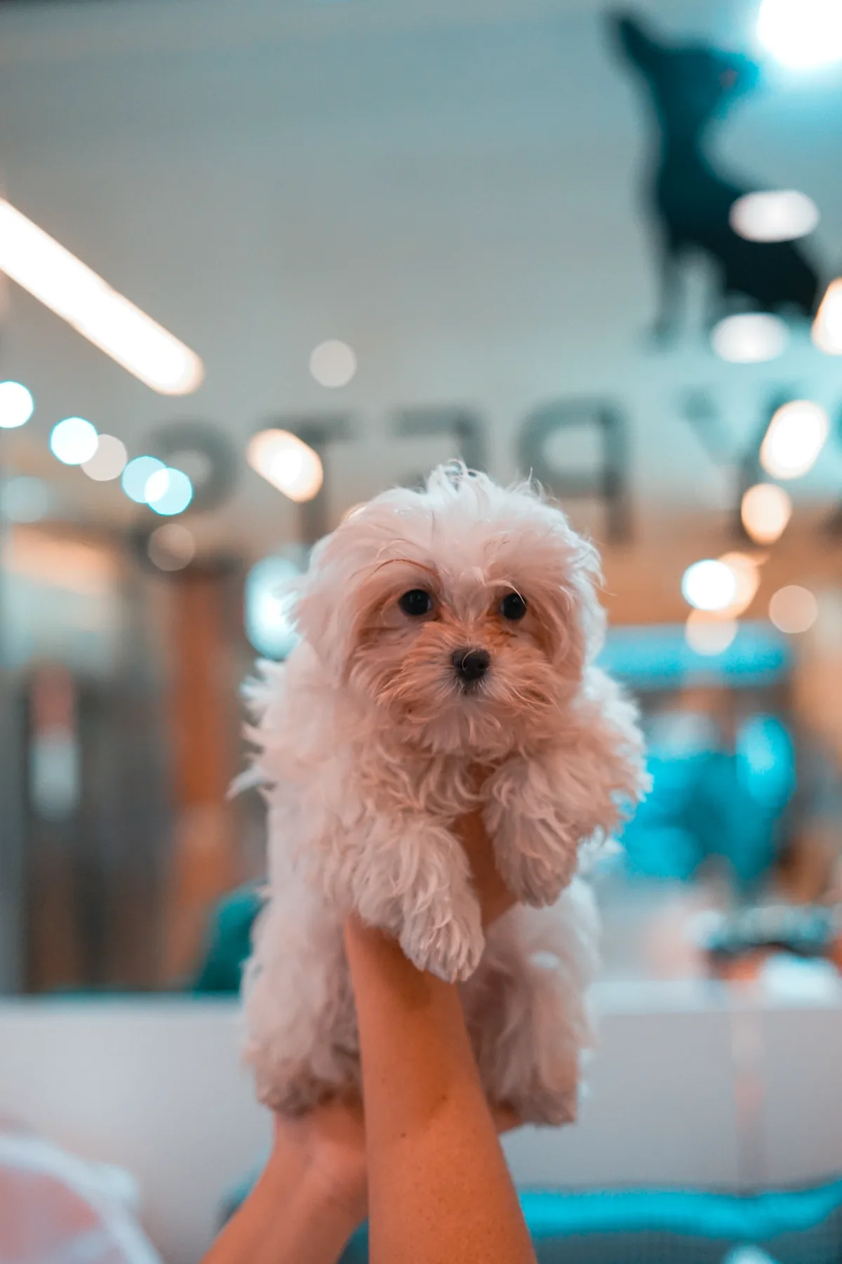 bichón maltés