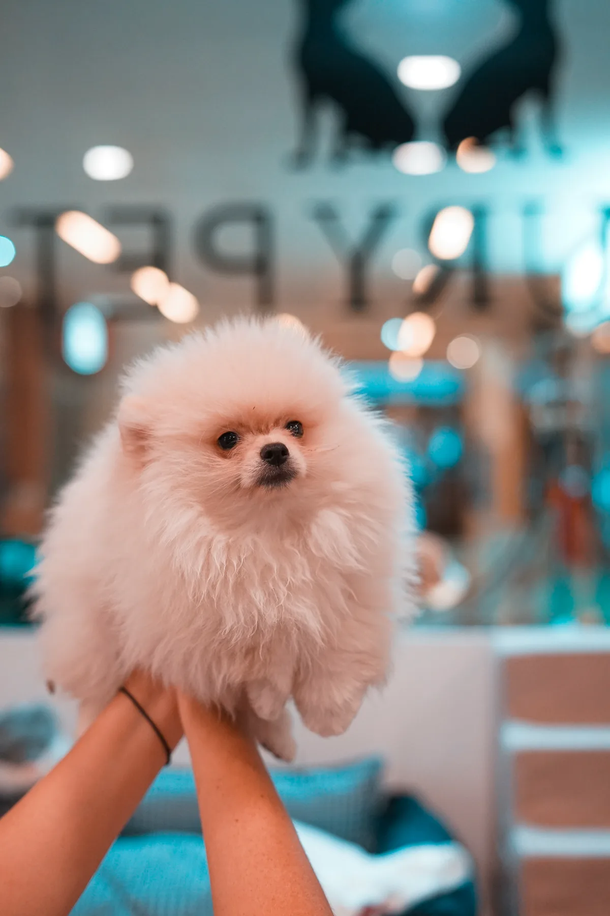 pomerania