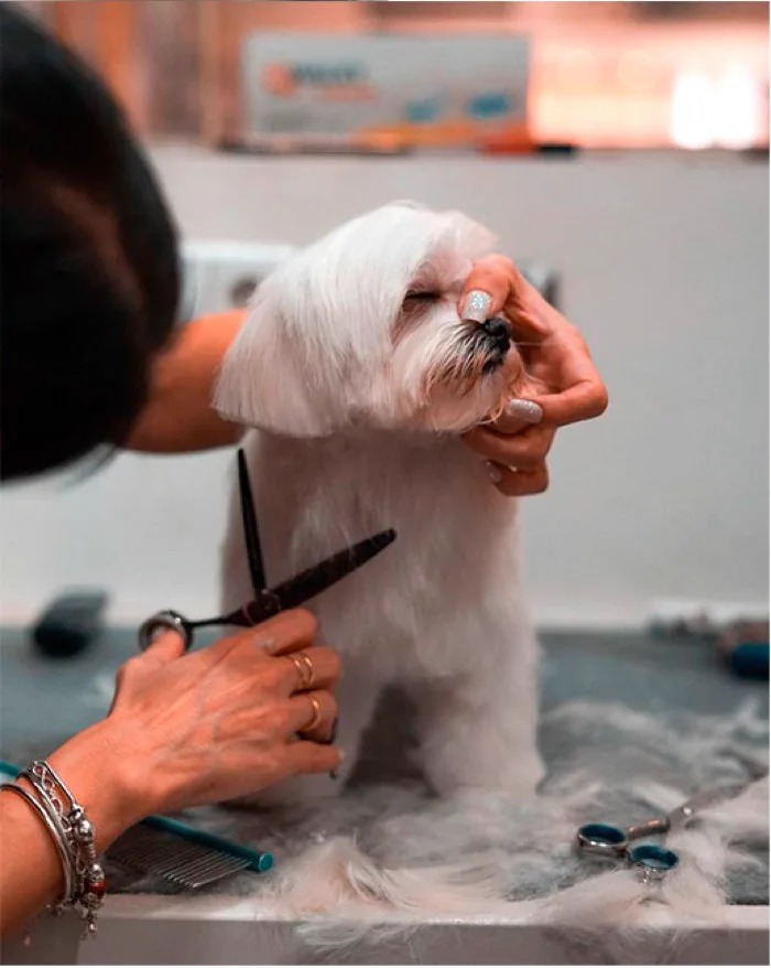 Las manos de la peluquera cortando el pelo