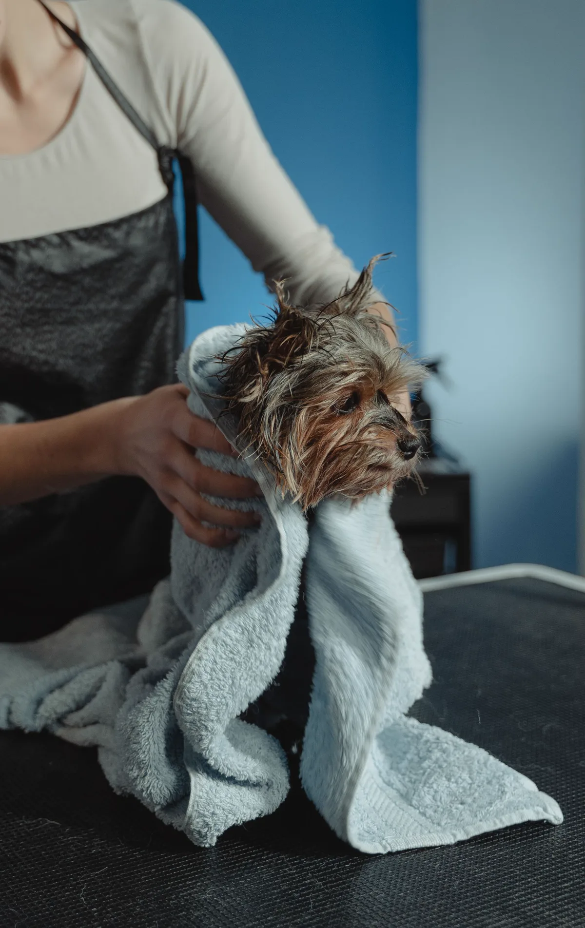 Un perro pequeño envuelto en una toalla